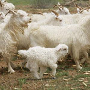 What kind of Cashmere is it?